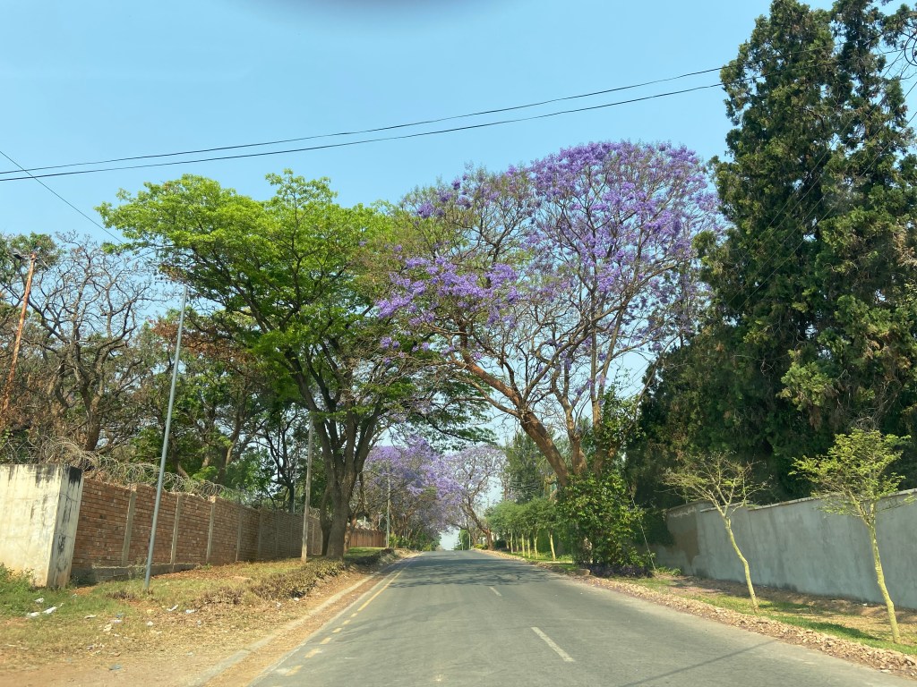 Jacaranda Trees